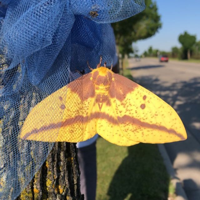 Moths: Large yellow and brown moth on a blue ribbon tied to a tree.
