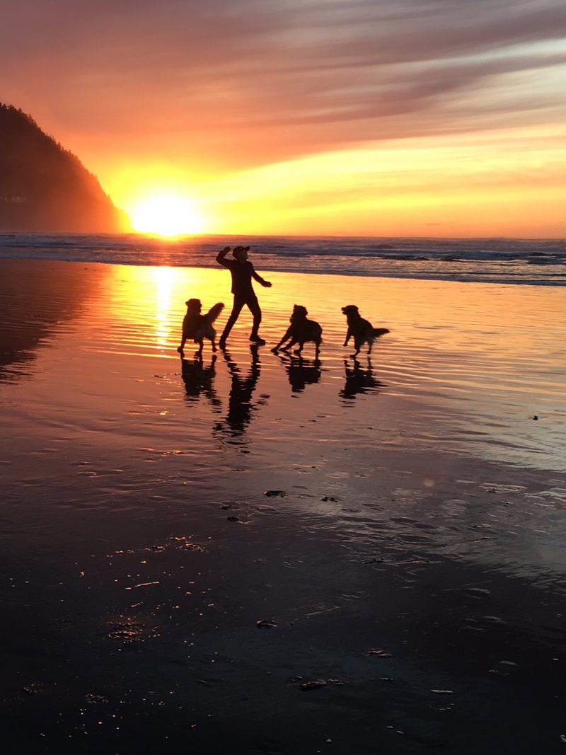 Silhouettes of a man with his arm raised to throw, and 3 golden retrievers, on a beach against a yellow-orange sunset background.