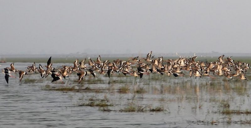 A flock of birds flying above a marshland.