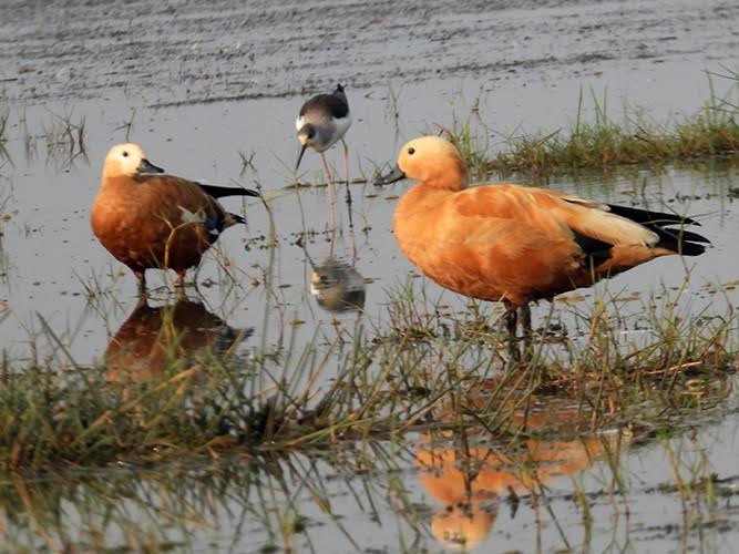 Two fat orange birds standing in shallow water
