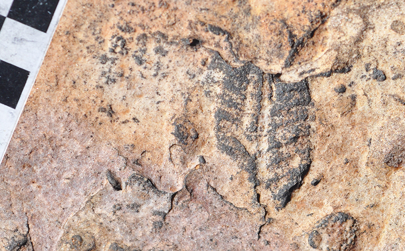 dark fossil outline in yellow stone