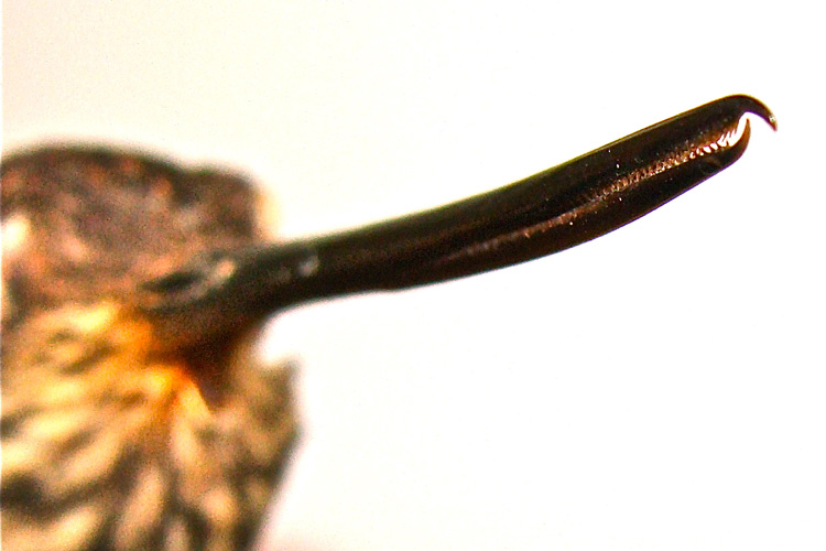 Photo of the bill of a male tooth-billed hummingbird, showing hooked tips and backward facing teeth.