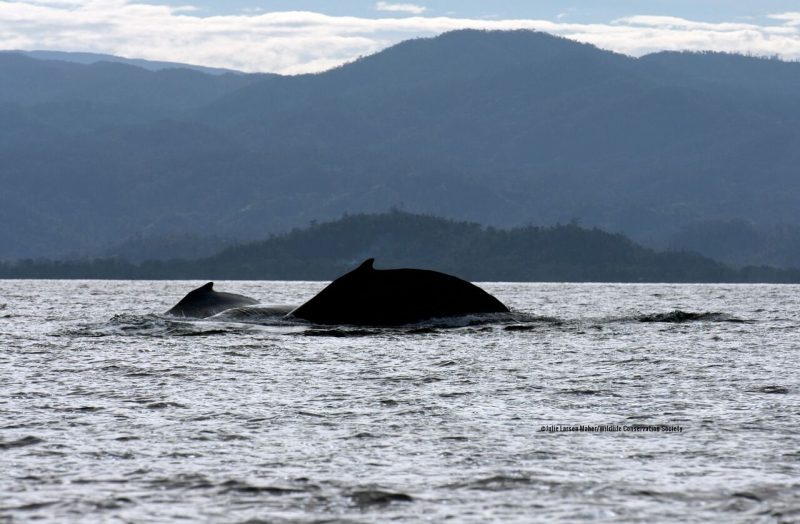 The backs of 2 humpback whales above the water with mountains in the background.