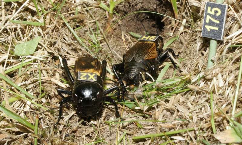 2 black crickets with number tags on their backs in dry grass.