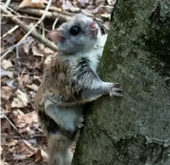 Big-eyed gray squirrel clinging to a tree trunk.