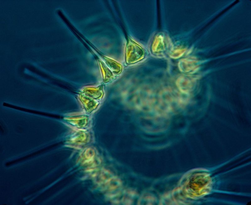 Line of triangular, translucent green microscopic phytoplankton with rods coming from points.