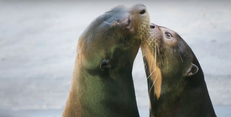 Two seals touching noses.