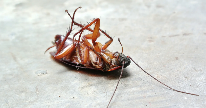 Upside-down dead cockroach