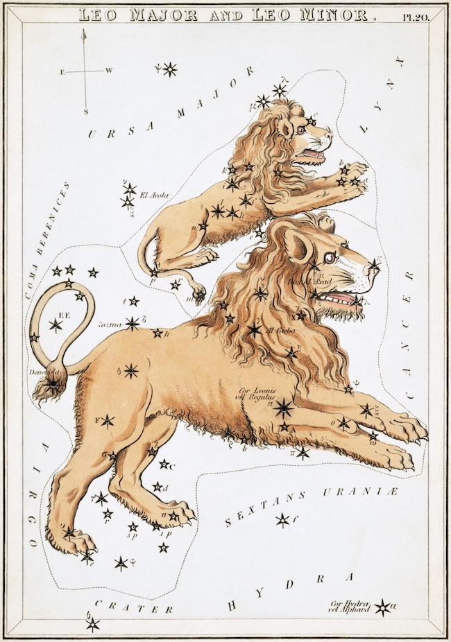 Antique colored etching of two yellow lions, one much larger, with the constellations' stars superimposed.