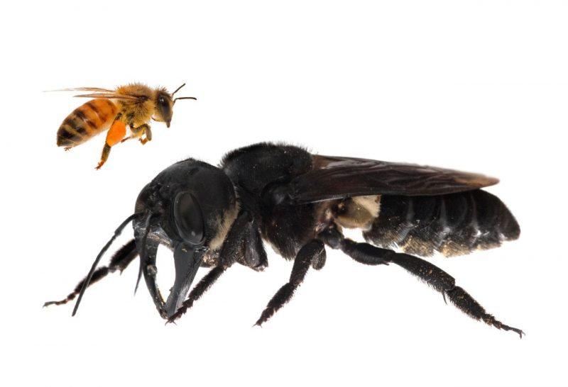 A huge black bee next to a honeybee.