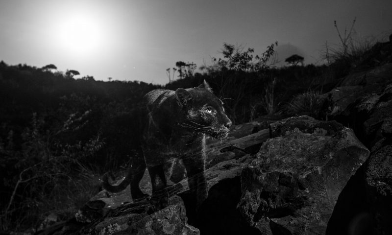 Large black feline seen in the dark, glowing eyes, standing on rocks.