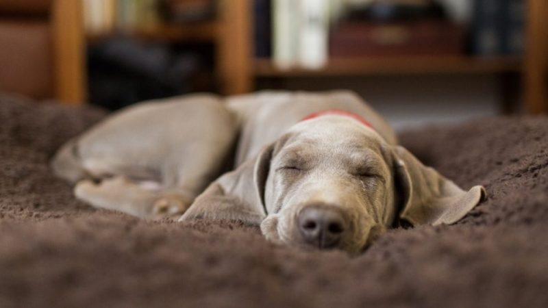 Head-on image of a sleeping gray dog.