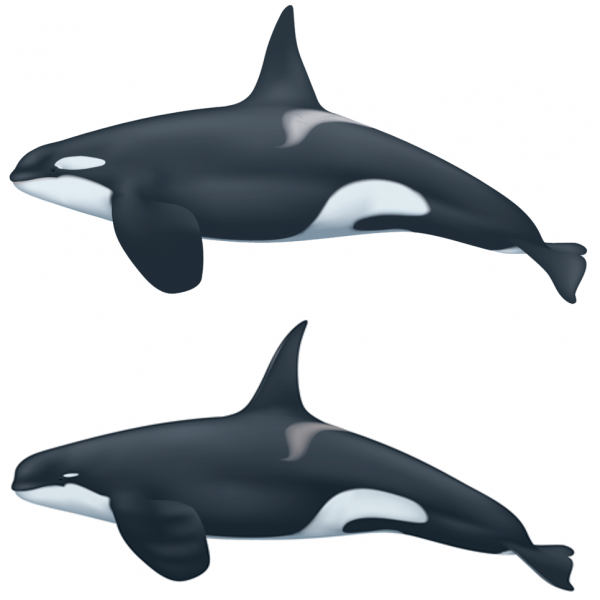 Two killer whales, side view, showing differences.