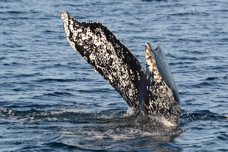 Whale tail covered in barnacles emerging from ocean.