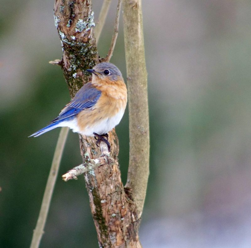 Female-Bluebird | EarthSky