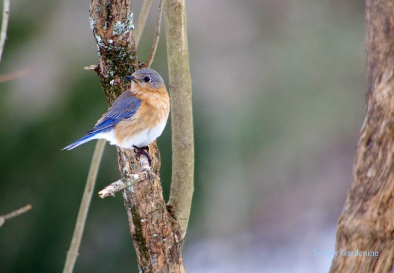 Tiny bird, blue on top, tan and white underside, on a branch.