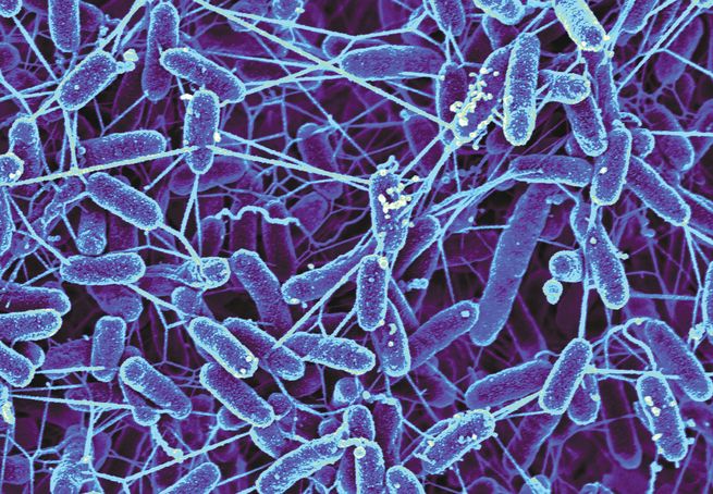 Blue-colored bacteria shaped like short tubes in network of filaments.
