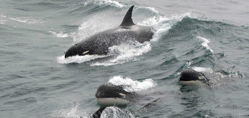 Black-and-white killer whales splashing through a large wave in open sea.