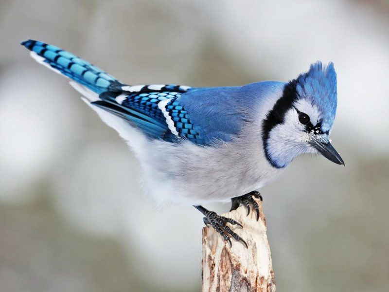 Blue crested bird with black feet & complex blue and white pattern on tail end.