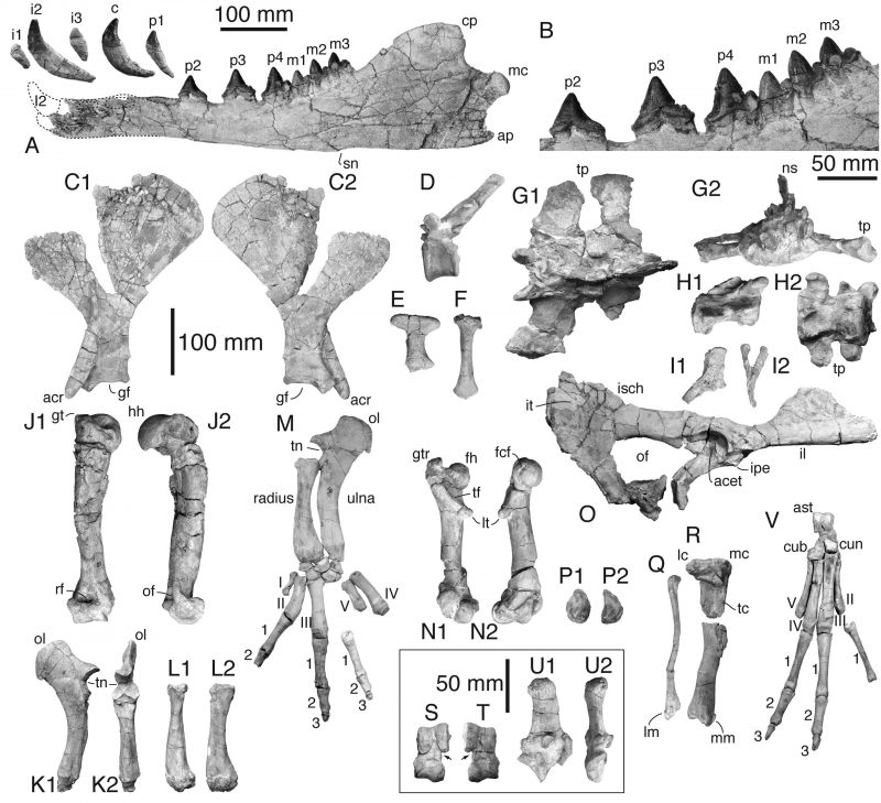 Lots of labeled varied shaped bones.