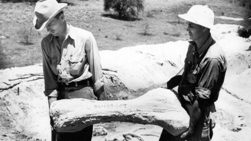 2 men in hats and rolled sleeves carrying a giant bone.