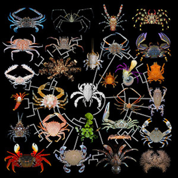 Many crabs on black background.
