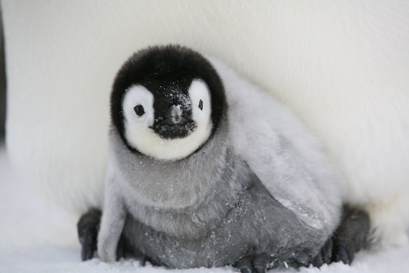 A close-up view of a fuzzy gray, black and white chick sitting atop a parent's legs.