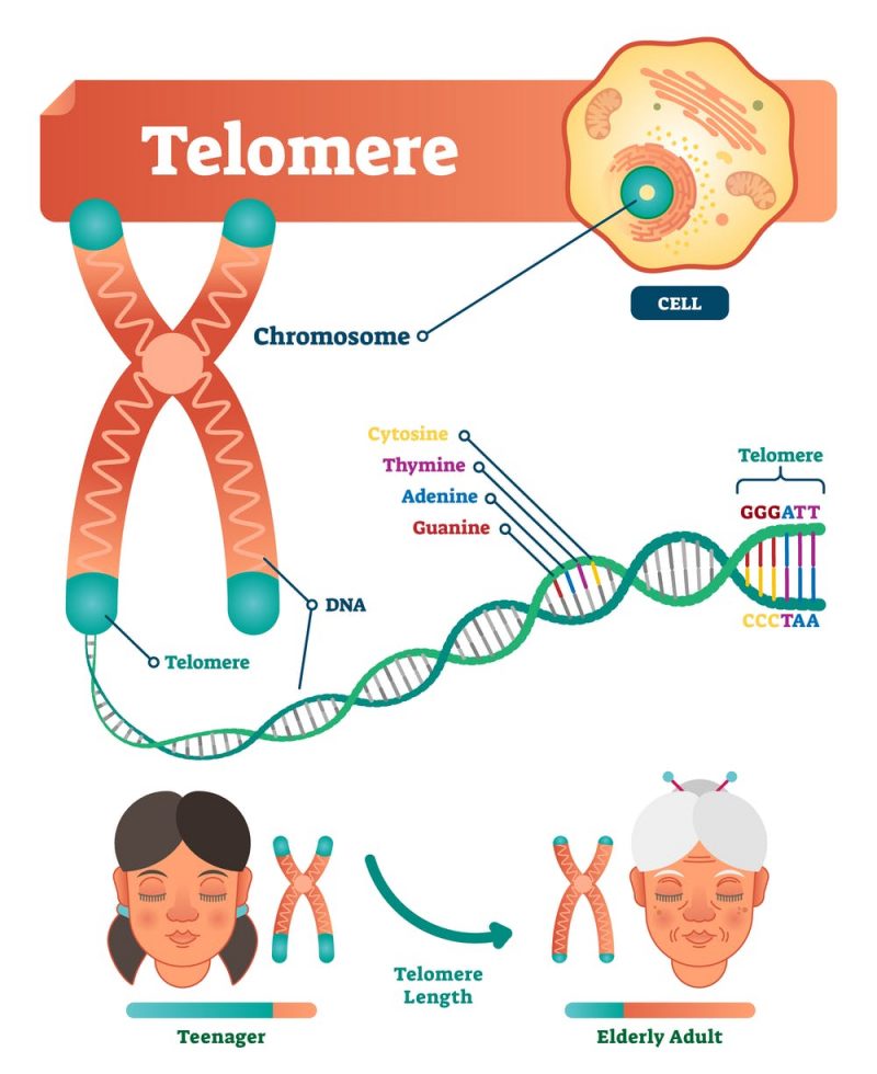 Orange X chromosome with telomeres as green tips