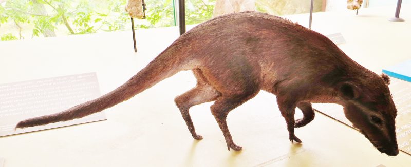 Model of animal with long tail, small hooves, and small-eared possum-like head.
