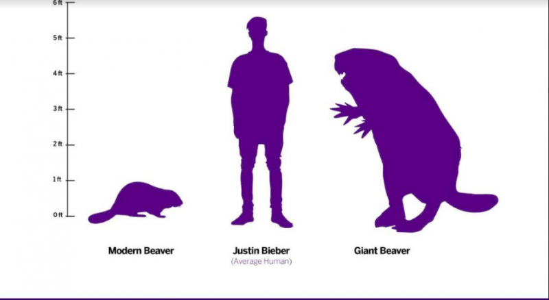 Purple silhouettes of a modern beaver, a standing man, and a giant beaver.