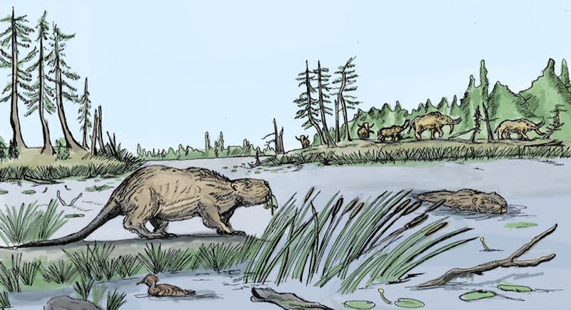 Drawing of big beaver at the edge of the water, and another beaver swimming.