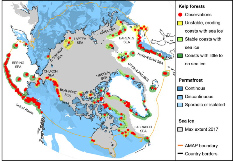 Map of the Arctic, with many red dots and streaks along shorelines indicating kelp forests.