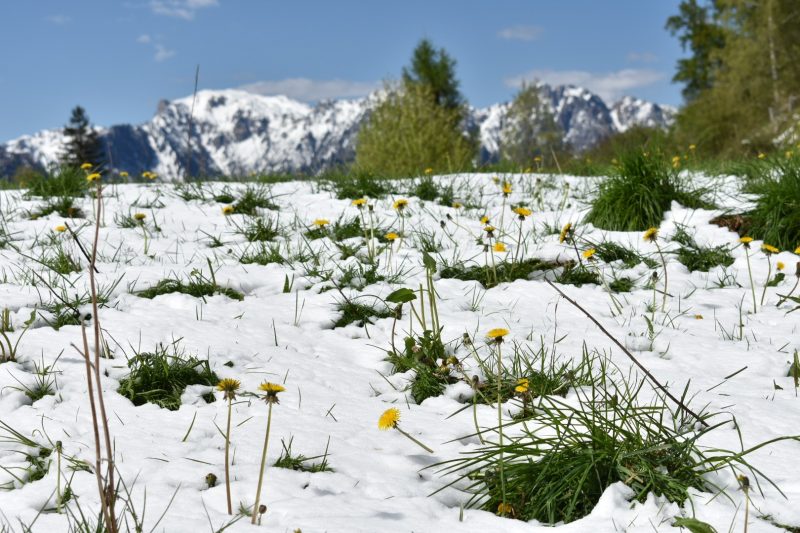 Mountaintop covered in snow, with yellow flowers peeking through, under a blue sky.