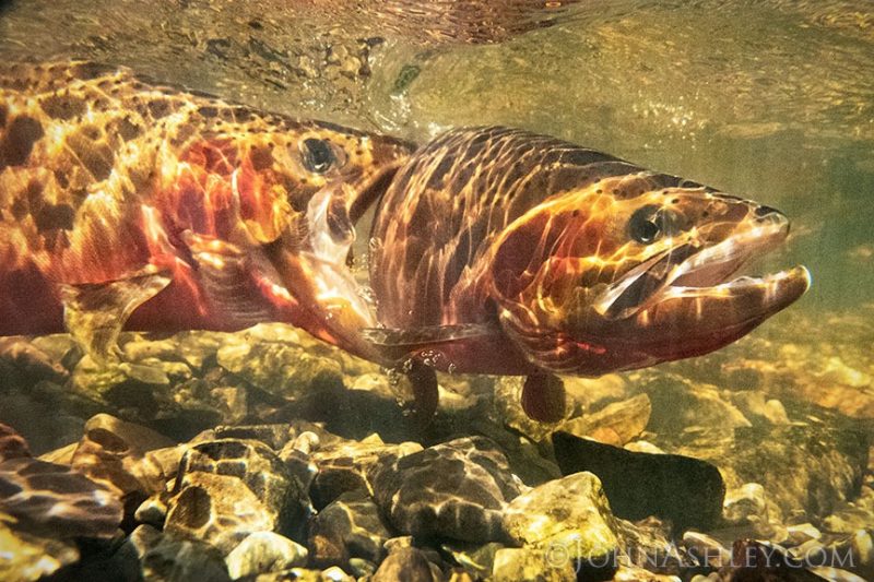 Westslope Cutthroat Trout  Engbretson Underwater Photography