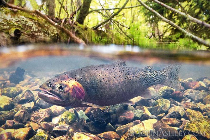 Montana - Cutthroat Trout