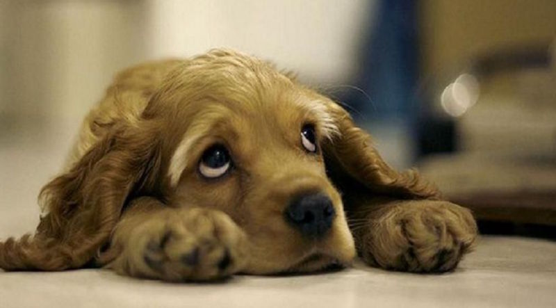 Yellow puppy with chin flat on floor, with a sad face, eyes looking upward.