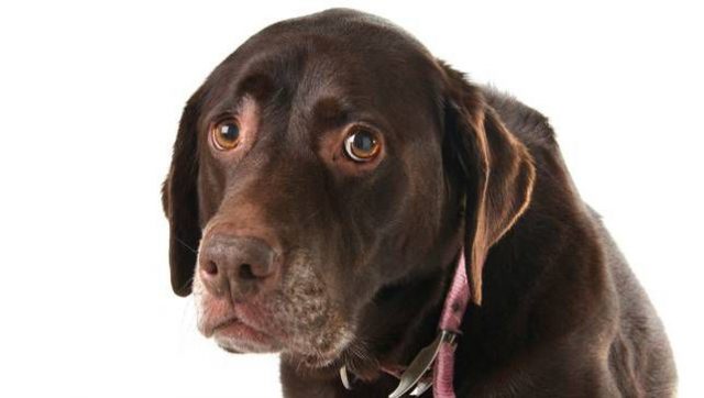 The science behind puppy dog eyes