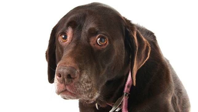 Floppy-eared dark brown dog with sad-looking eyes rolled slightly upward.