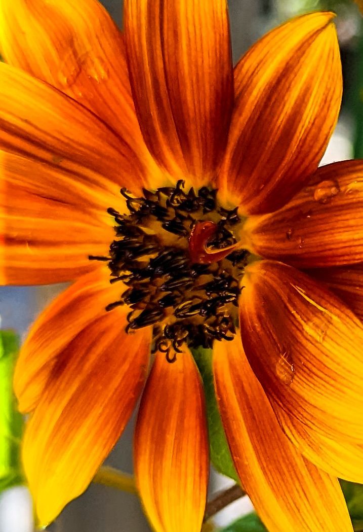 Orange sunflower with a drop of water on it.