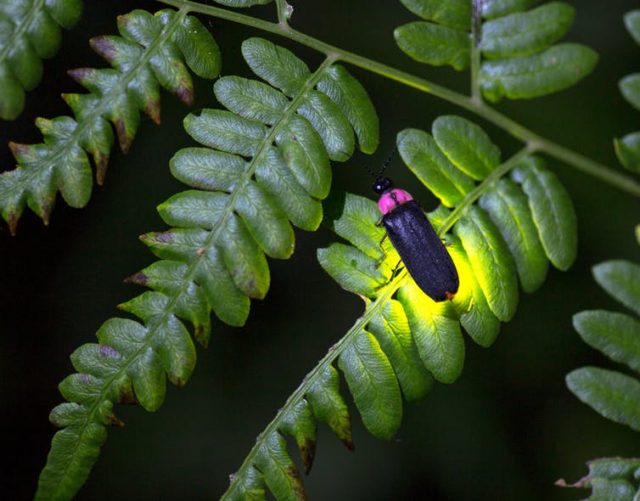 How fireflies glow and what signals they're sending Earth EarthSky