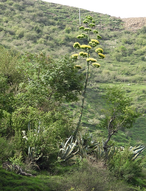 Tall century plant with plate-like multiple-blossom flowers on a scrubby hillside.