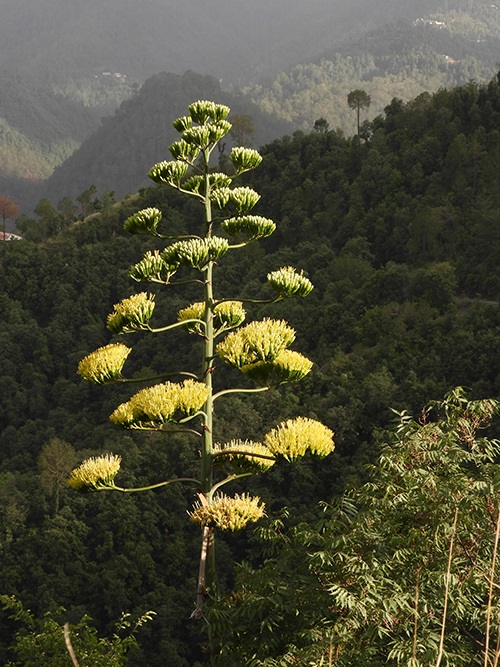 Tall plant with yellow blossoms against dark hilly background.