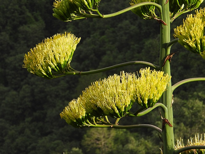 Thin branches with big yellow blossoms.