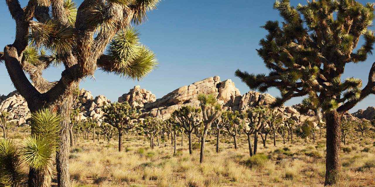 Many Joshua trees in desert with bare rocky hills in background.