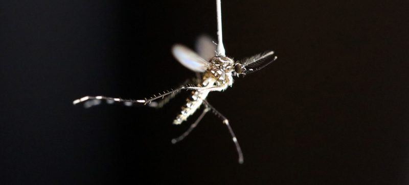 Close-up of long-legged winged insect against a black background.