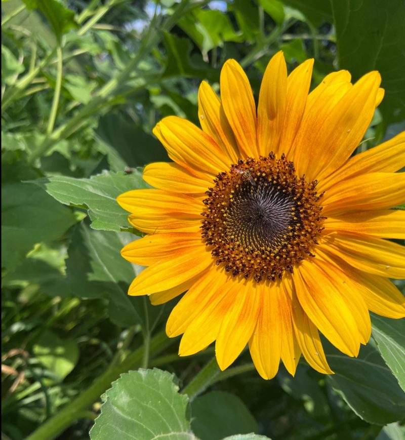 Closeup of a sunflower. There are other green plants in the background.