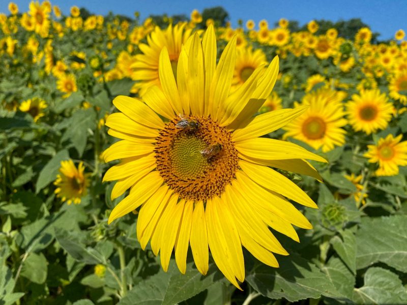 Bees on a sunflower.