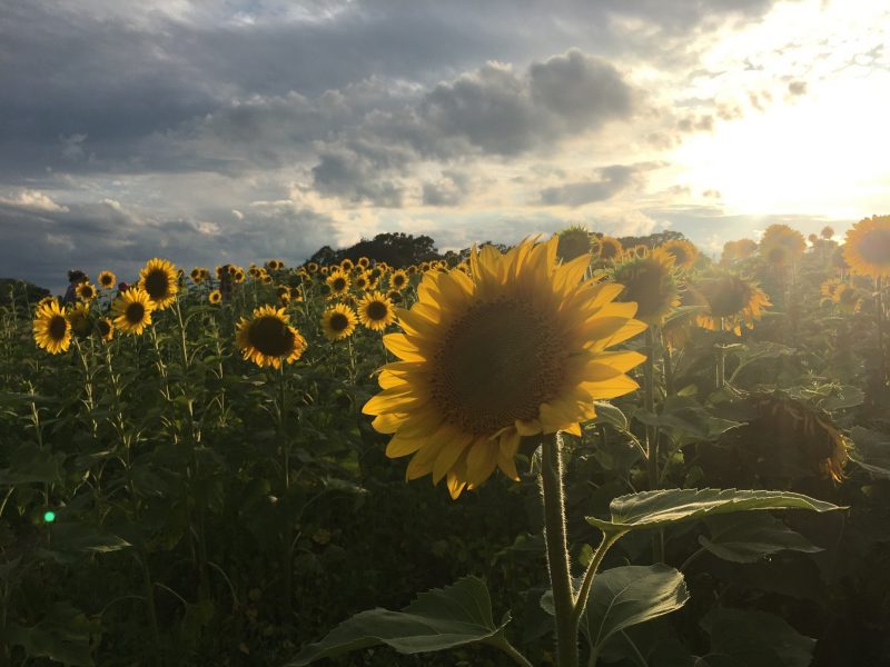 A field of backlit sunflowers under a partly sunny sky.