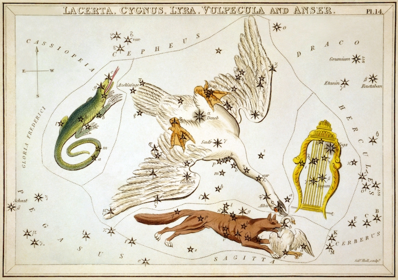 An antique star chart showing stars with illustrations of the constellations Lacerta the lizard, Cygnus the swan, Lyra the harp, with Vulpecula the fox holding a small swan by the neck in its mouth. The larger swan Cygnus appears to be diving down towards the fox to protect the smaller swan.