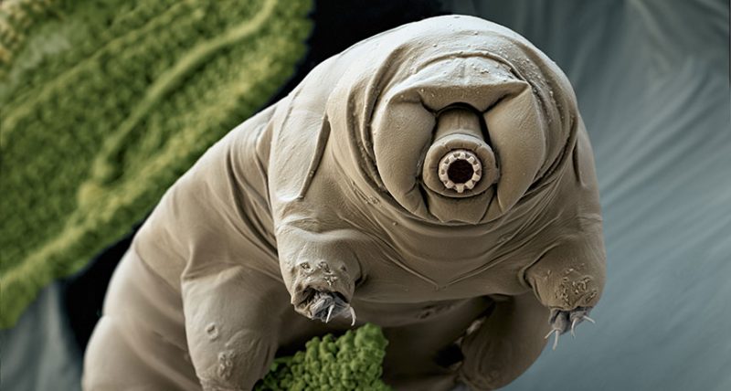 Microscope view of gray barrel-shaped beast with stubby legs and round mouth parts.
